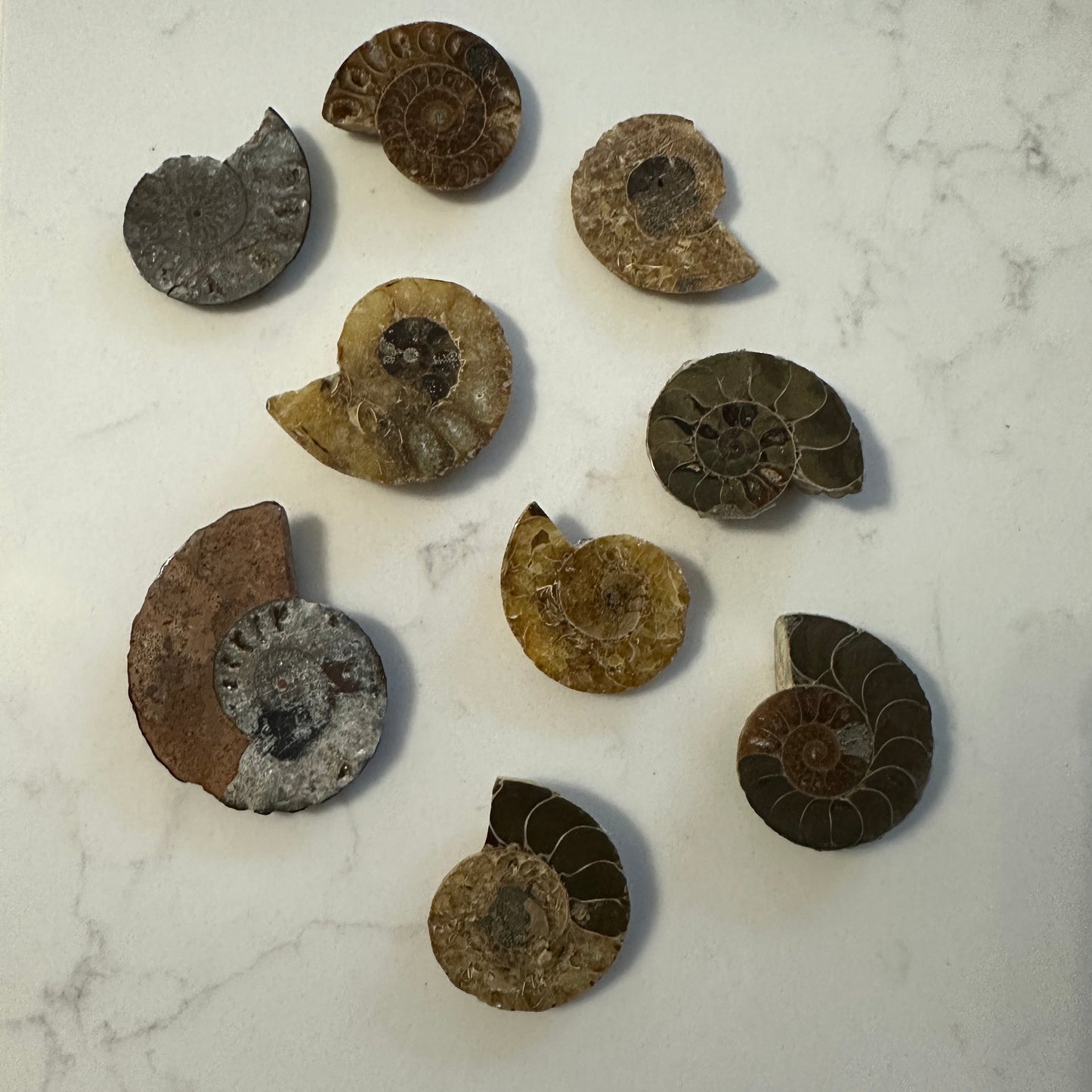 Jurassic Treasures: Ammonite Fossil Specimes