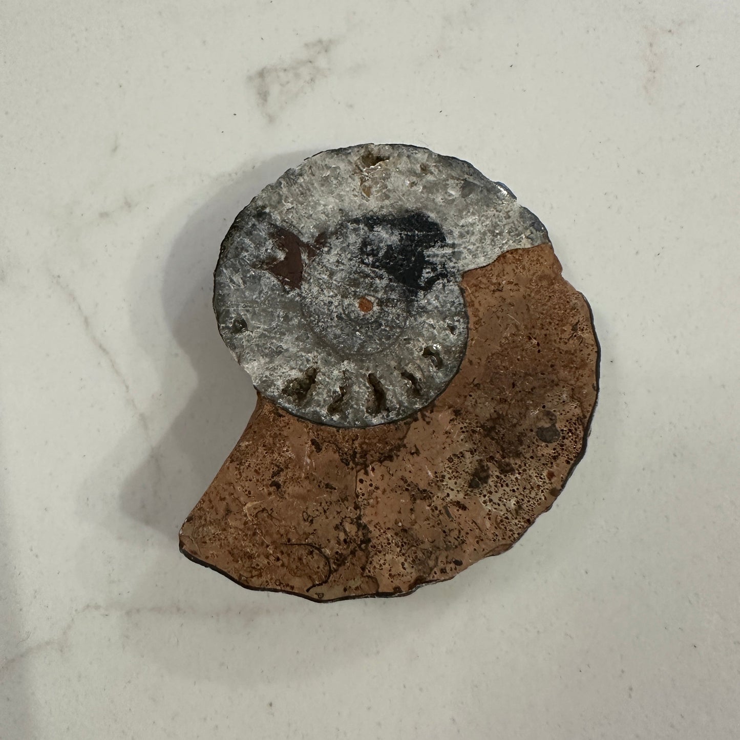 Jurassic Treasures: Ammonite Fossil Specimes